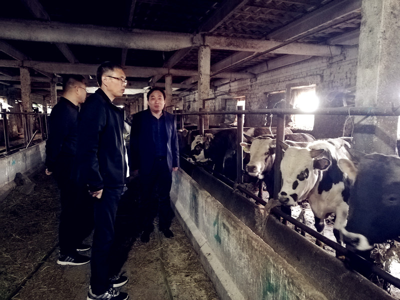 代表团现场查看肉牛育肥效果 m88明昇